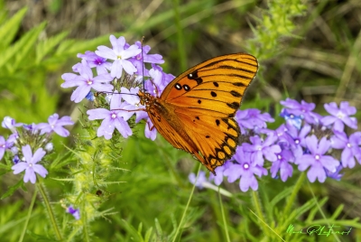Gulf Fritillary Butterfly